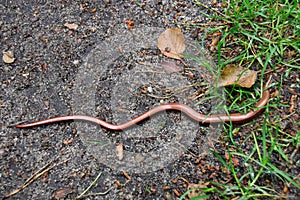 Anguis fragilis, the slowworm, is a legless lizard native to Eurasia. Similar to a snake