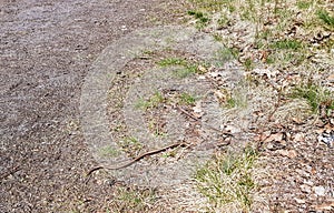 Anguis fragilis snake