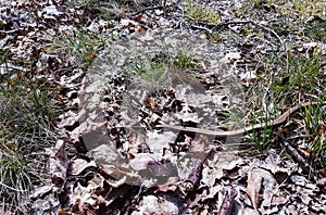 Anguis fragilis snake