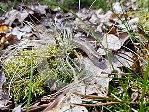 Anguis fragilis snake