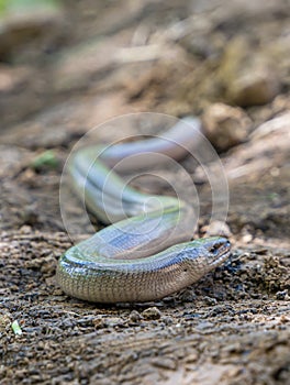 Anguis fragilis snake or  slow worm in my backyard.