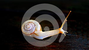 Anguispira picta, common names painted snake-coiled forest snail and painted tigersnail, is a rare species of air-breathing land