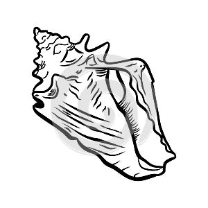 Angular murex seashell hand drawn illustration