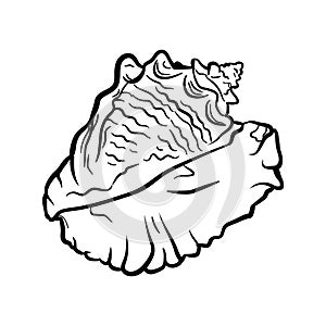 Angular murex seashell hand drawn illustration