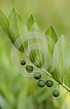 Angular Solomon's seal