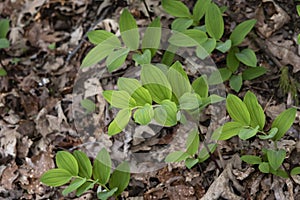 Angular Solomon`s seal green leaves