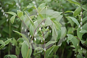 Angular Solomons seal Polygonatum odoratum Variegatum, flowering