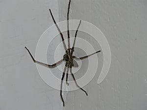 Angular spider in Davao, Mindanao, Philippines