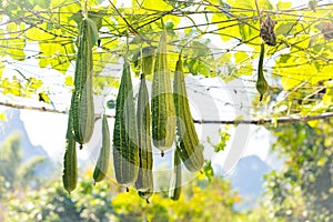 Angular sponge gourd plant in natural environment