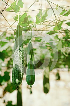 Angular sponge gourd plant in natural environment