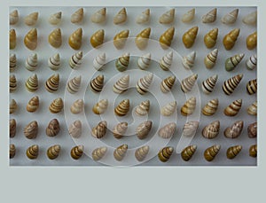 Angulate Periwinkle Seashell Collection on Display photo
