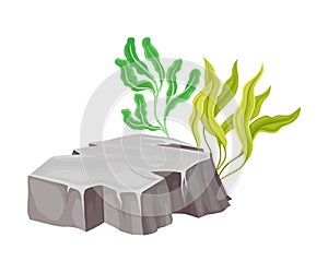 Angulated Sea Stone or Subsurface Rock with Seaweeds and Algae Vector Composition