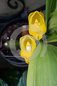 Anguloa clowesii Orchid Macro photo