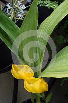 Anguloa clowesii Orchid photo