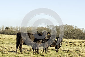 Angus beef cows and calves in winter pasture