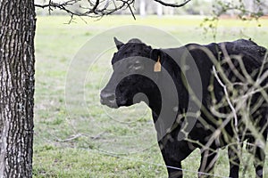 Angus brood cow behind briers