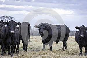 Angus bull with cows during breeding season
