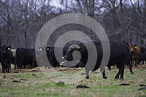 Angus bull with herd - breeding season