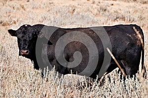 Angus bull standing in young sagebrush. photo