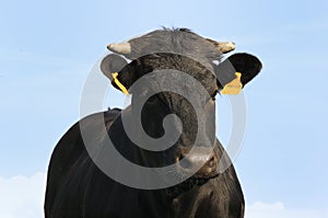 Angus bull standing in young sagebrush photo