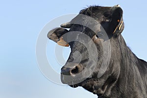 Angus bull standing in young sagebrush