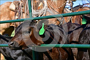 Angus calf during a branding with a saddled horse in the backgroundin t