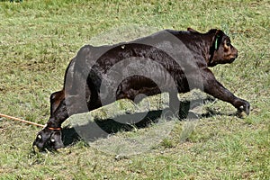 Angus calf roped by the hind feet in a roundup