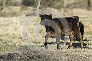 Angus calf walking in dormant pasture