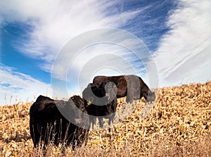 Angus cattle