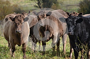 Angus Cattle photo