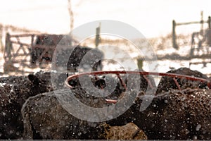 Angus cattle around a hay ring during snow storm