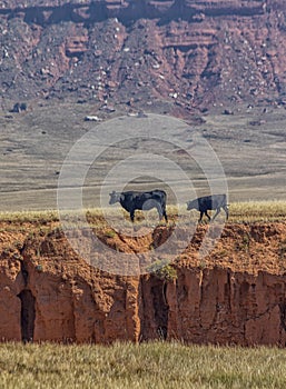 Angus cattle at the Hole-in-the-Wall country of Wyoming. photo