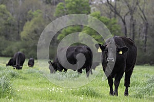 Angus cattle in lush ryegrass pasture photo