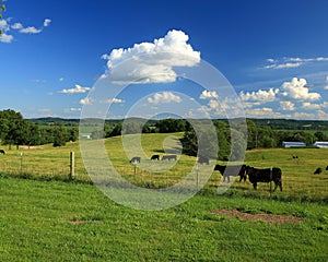 Angus cattle in rural Missouri