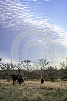 Angus cattle in winter pasture with cloudscape