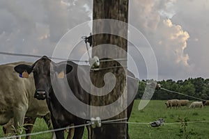 Angus cow behind high tensile fence post