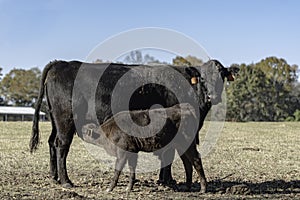 Angus cow-calf pair nursing