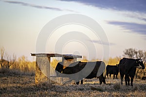 Angus cow eats from mineral feeder in January