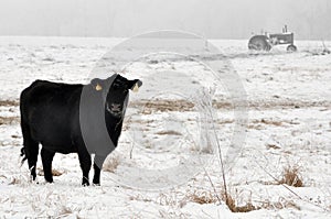 Angus cow grazing