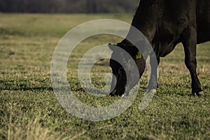 Angus cow grazing with negative space