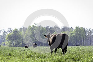 Angus cow in lush pasture looking away