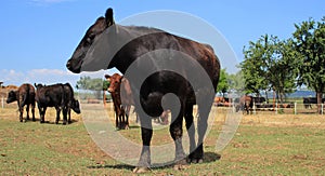 Angus cows on the graze