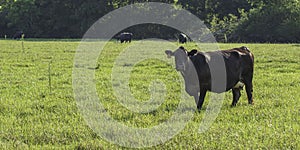 Angus crossbred beef cow in afternoon sun