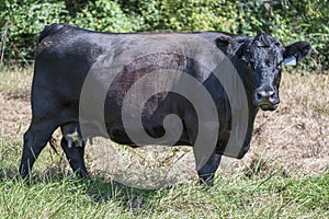 Angus crossbred brood cow broadside