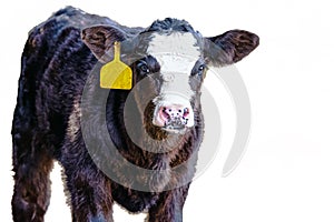 Angus crossbred calf facing forward - isolated photo