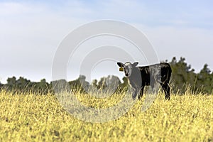 Angus crossbred calf in field of tall grass