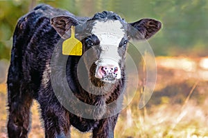 Angus crossbred calf to the left