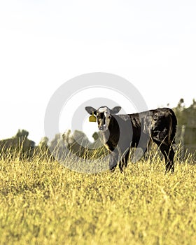 Angus crossbred calf - vertical photo