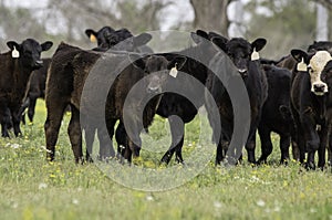 Angus crossbred calves