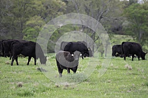 Angus crossbred cattle in early spring pasture